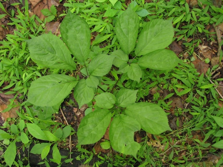 prong panax american ginseng