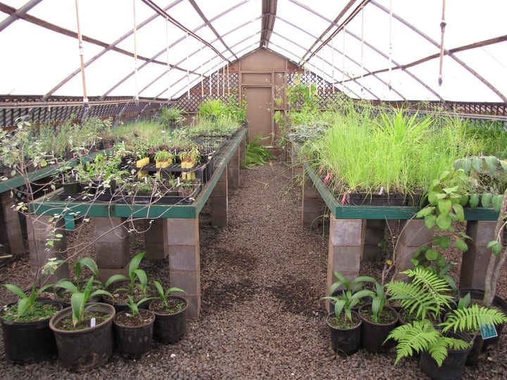 protect plants from pests inside a greenhouse