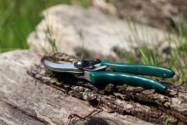 pruning anemone flower