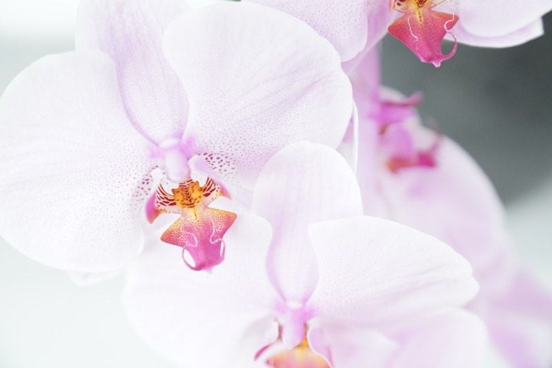 pruning orchids