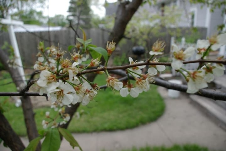 prunus americana