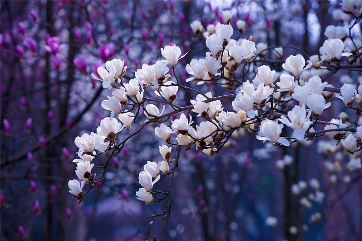 purple and white magnolia trees