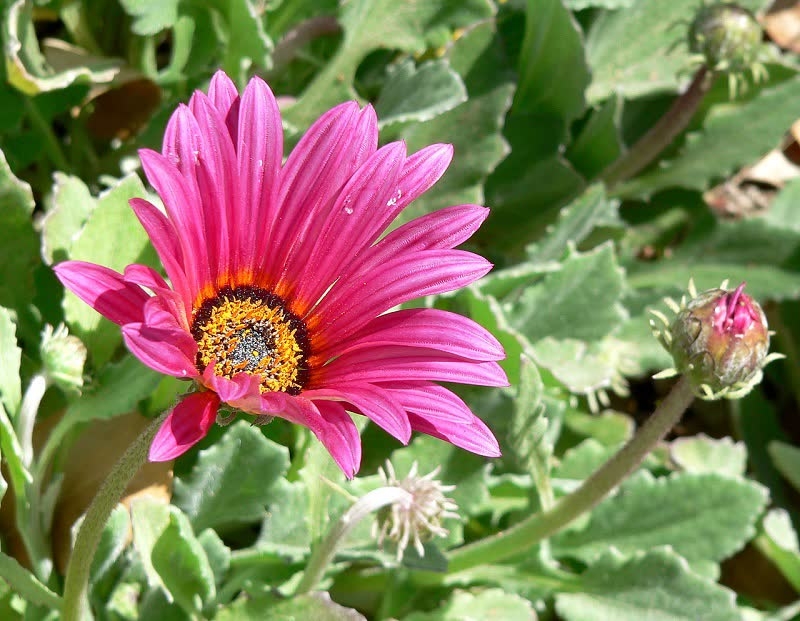 purple daisies flowers