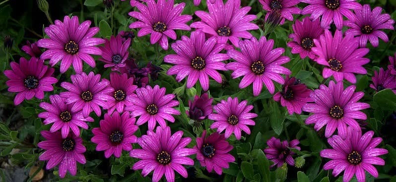 purple daisies 