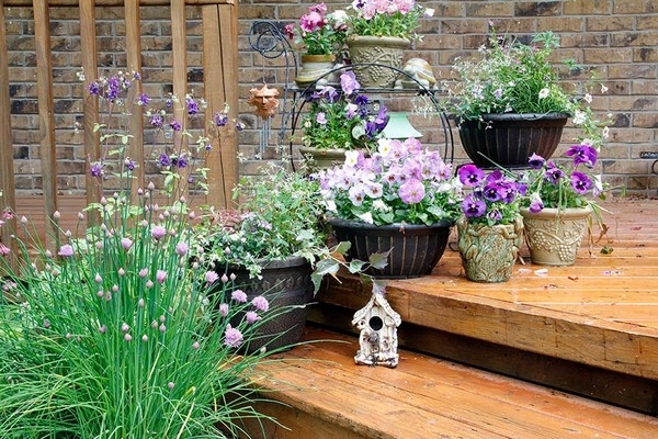 Purple Garden