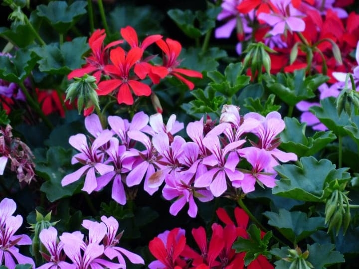 purple red ivy leaf geraniums