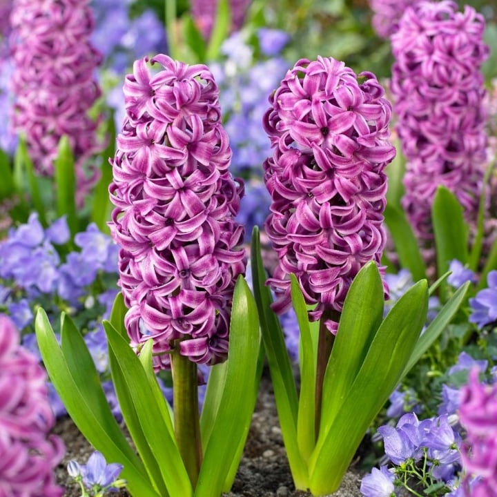 purple sensation hyacinth