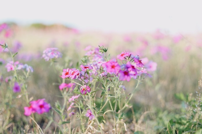 purple wildflowers