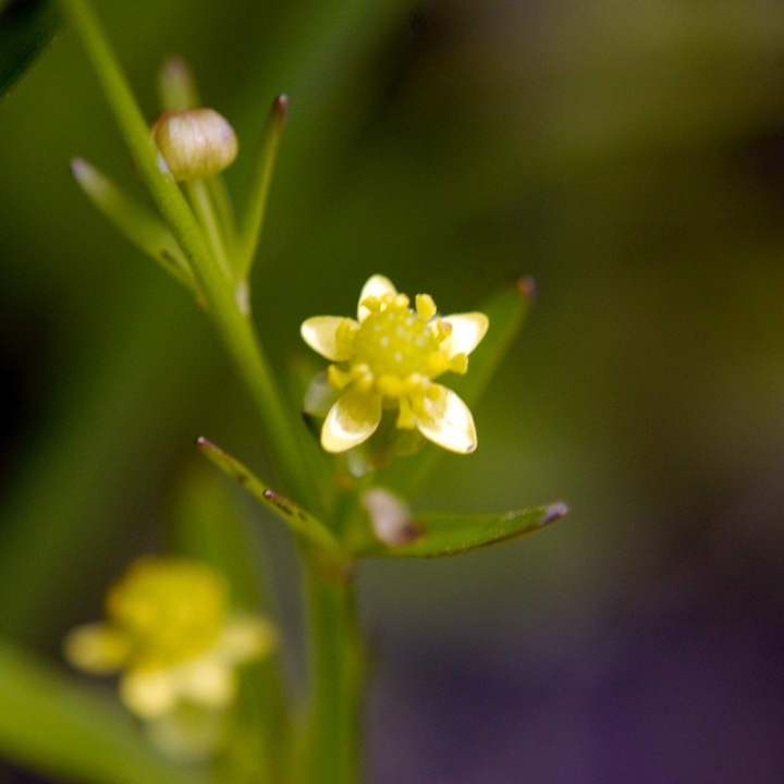 ranunculus abortivus l idneyleaf buttercup