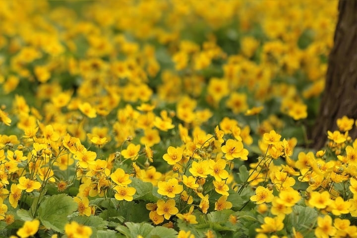 ranusnculus meadow