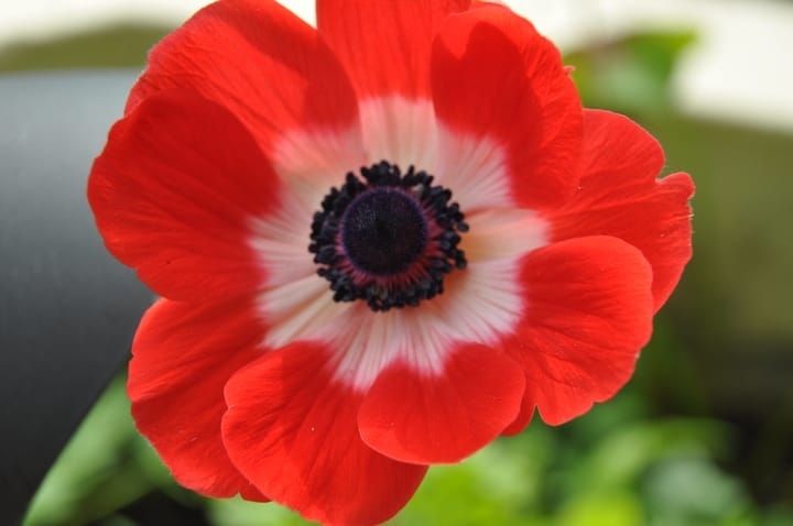 red anemone flower