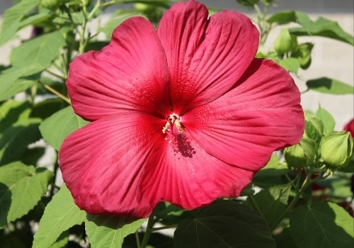 Red Hardy Hibiscus