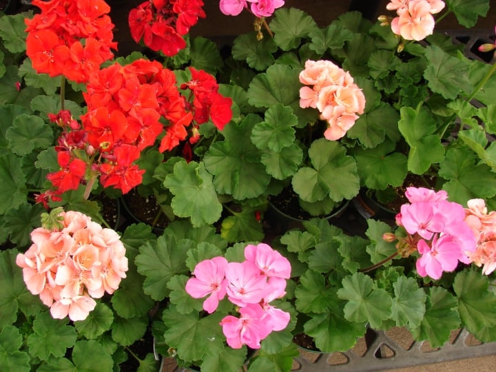 red pink salmon zonal geranium
