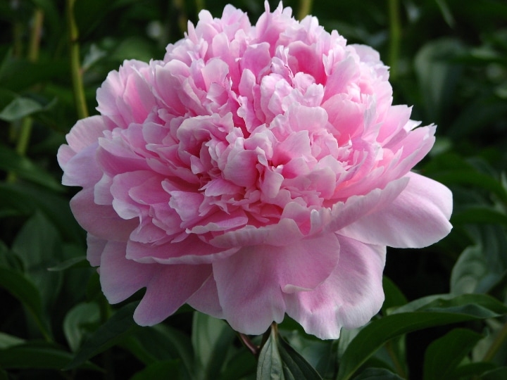 reine hortense peony