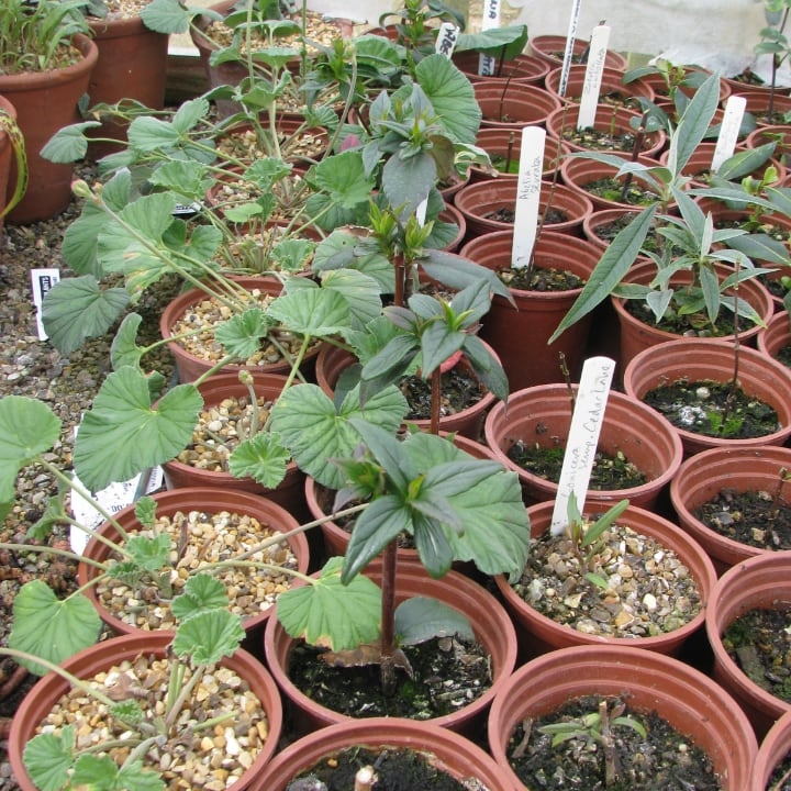 repotted geraniums