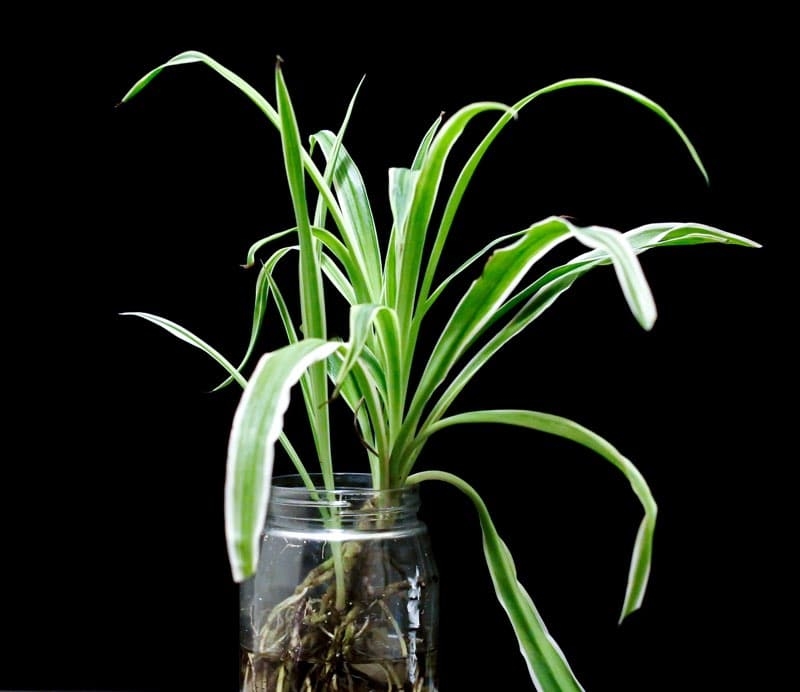 repotting spider plant