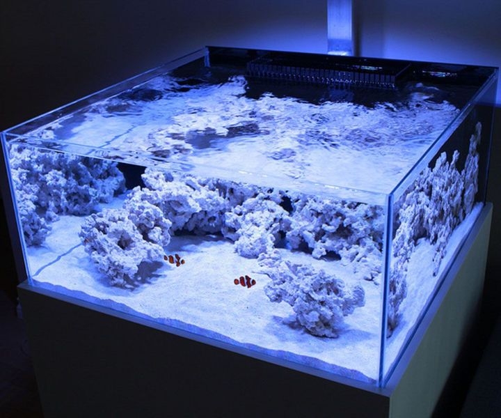 rimless fish aquarium