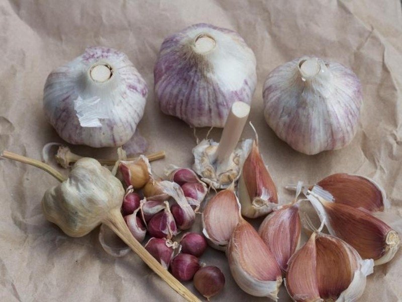 rocambole garlic plants
