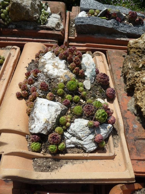 Rock Garden Design