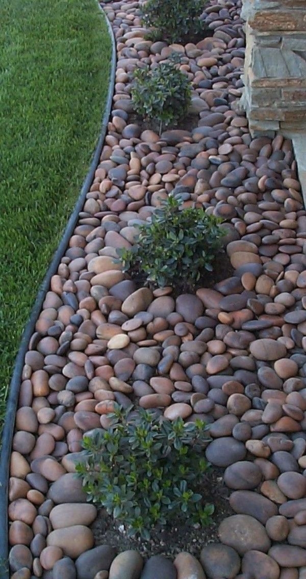 Rock Garden Plants