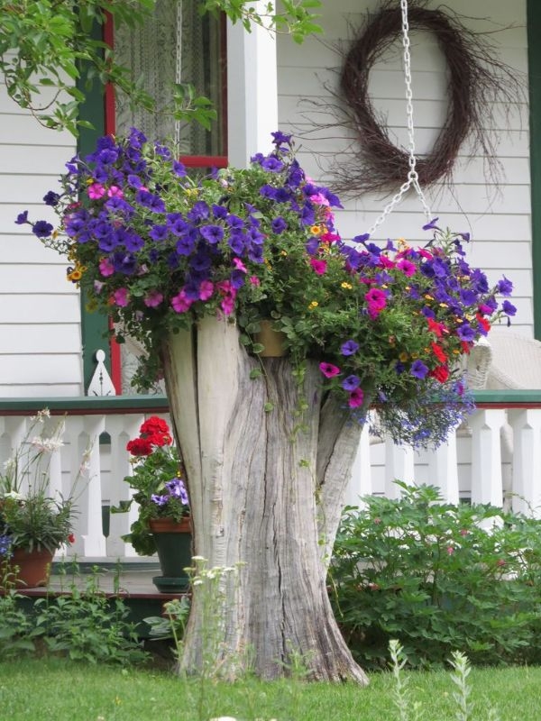 Rose Flower Garden