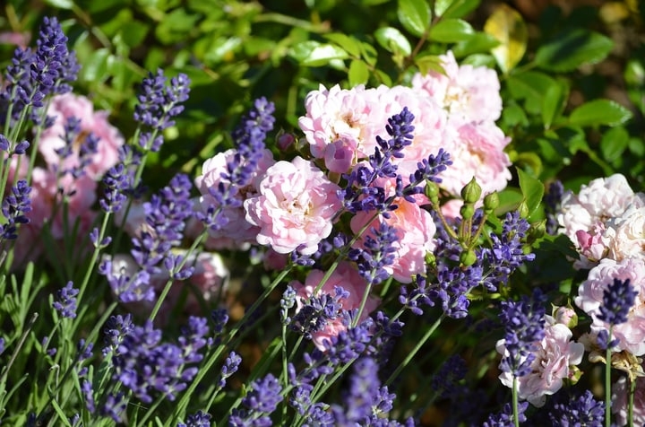 rose lavender garden