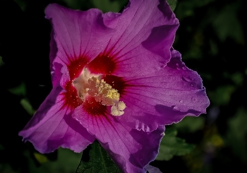 Rose Of Sharon Plant