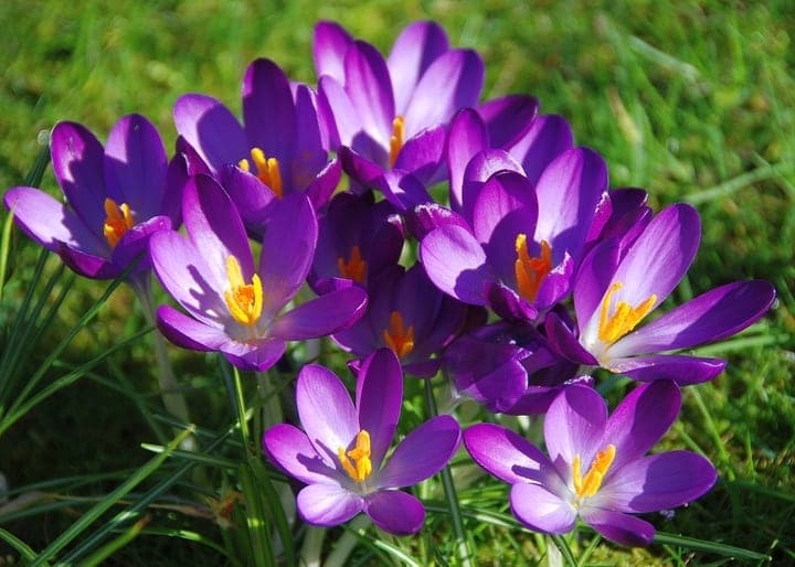saffron flowers market gardening