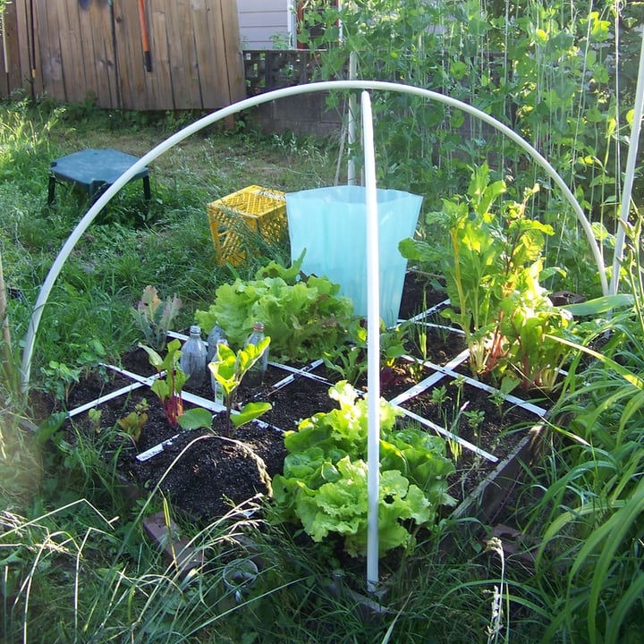 salad mix market gardening