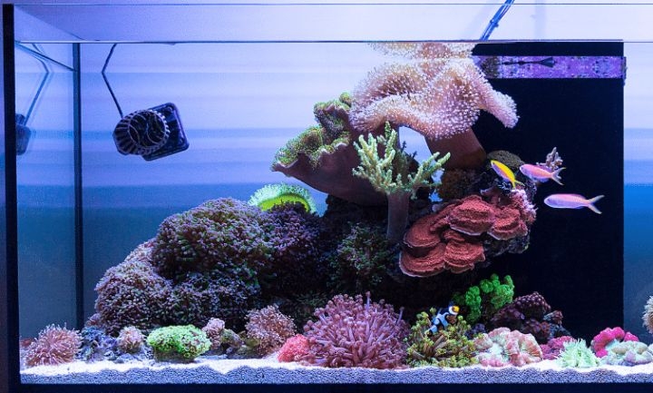 saltwater planted aquarium