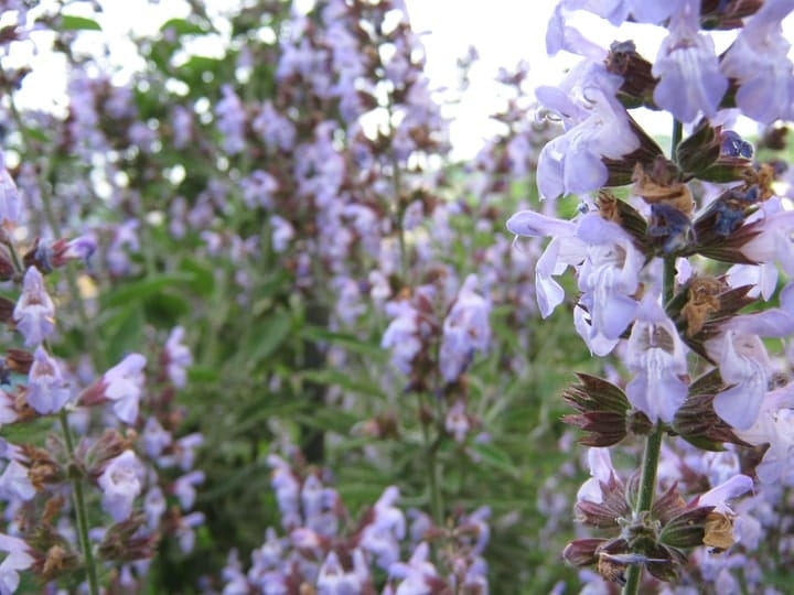 salvia market gardening