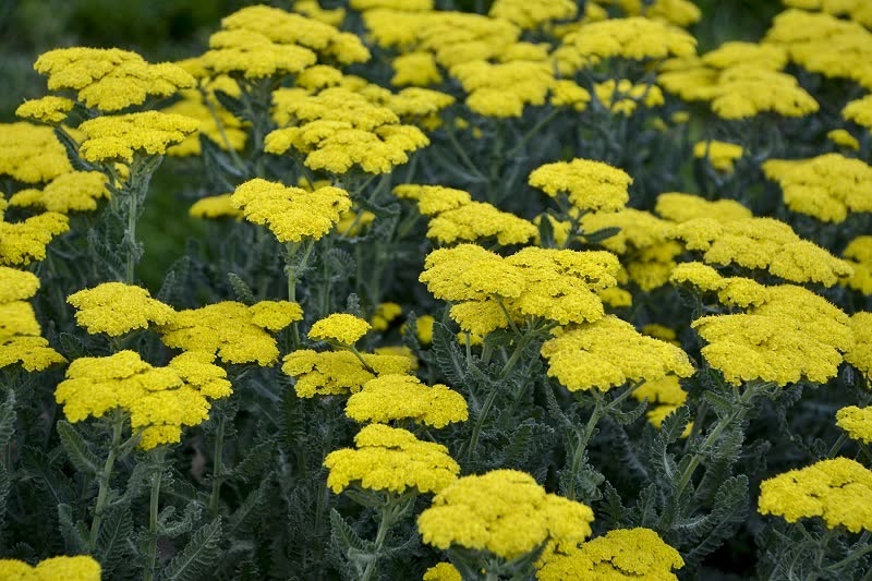 Sassy Summer Achillea