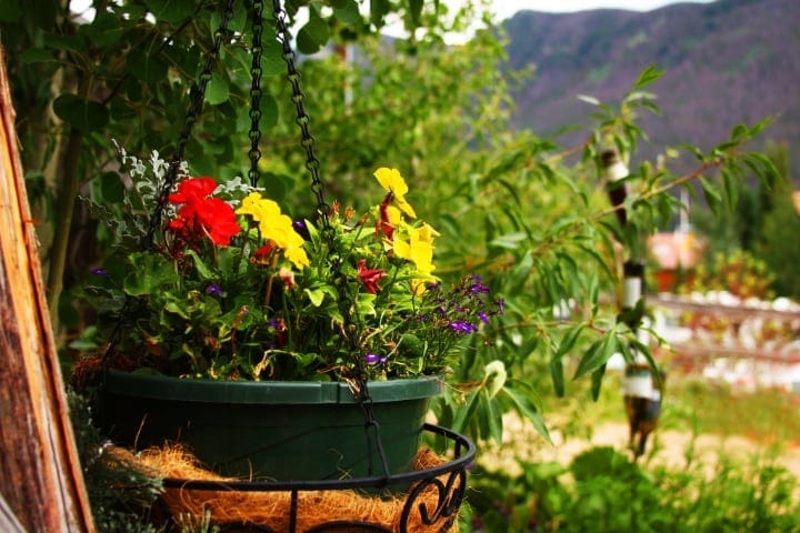 seasonal flowers on hanging planter