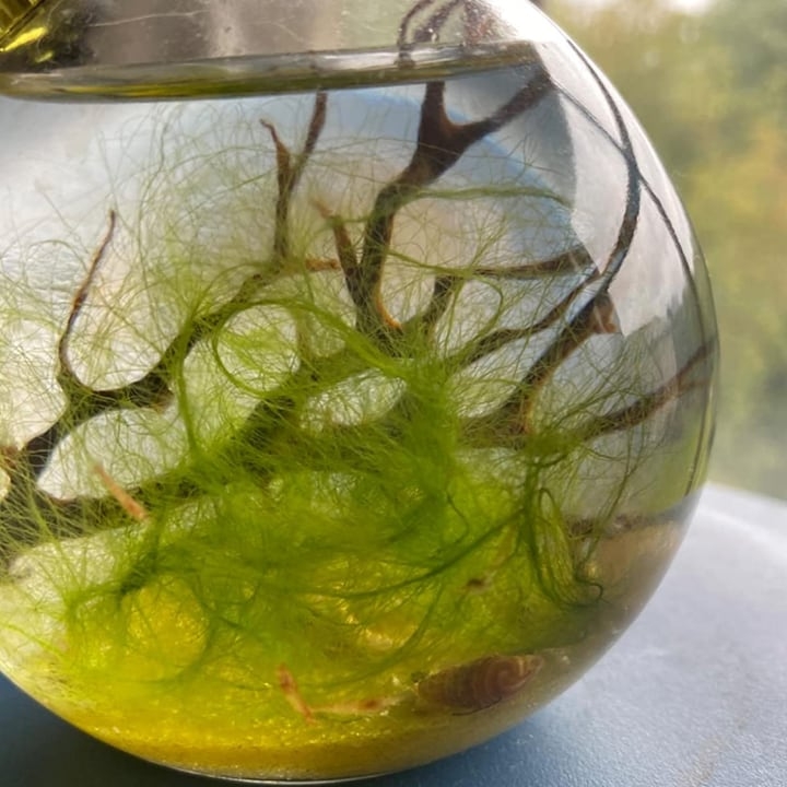 self sustaining mini ecosystem