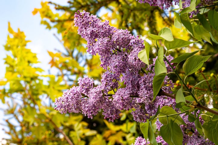 sensation lilac syringa vulgaris