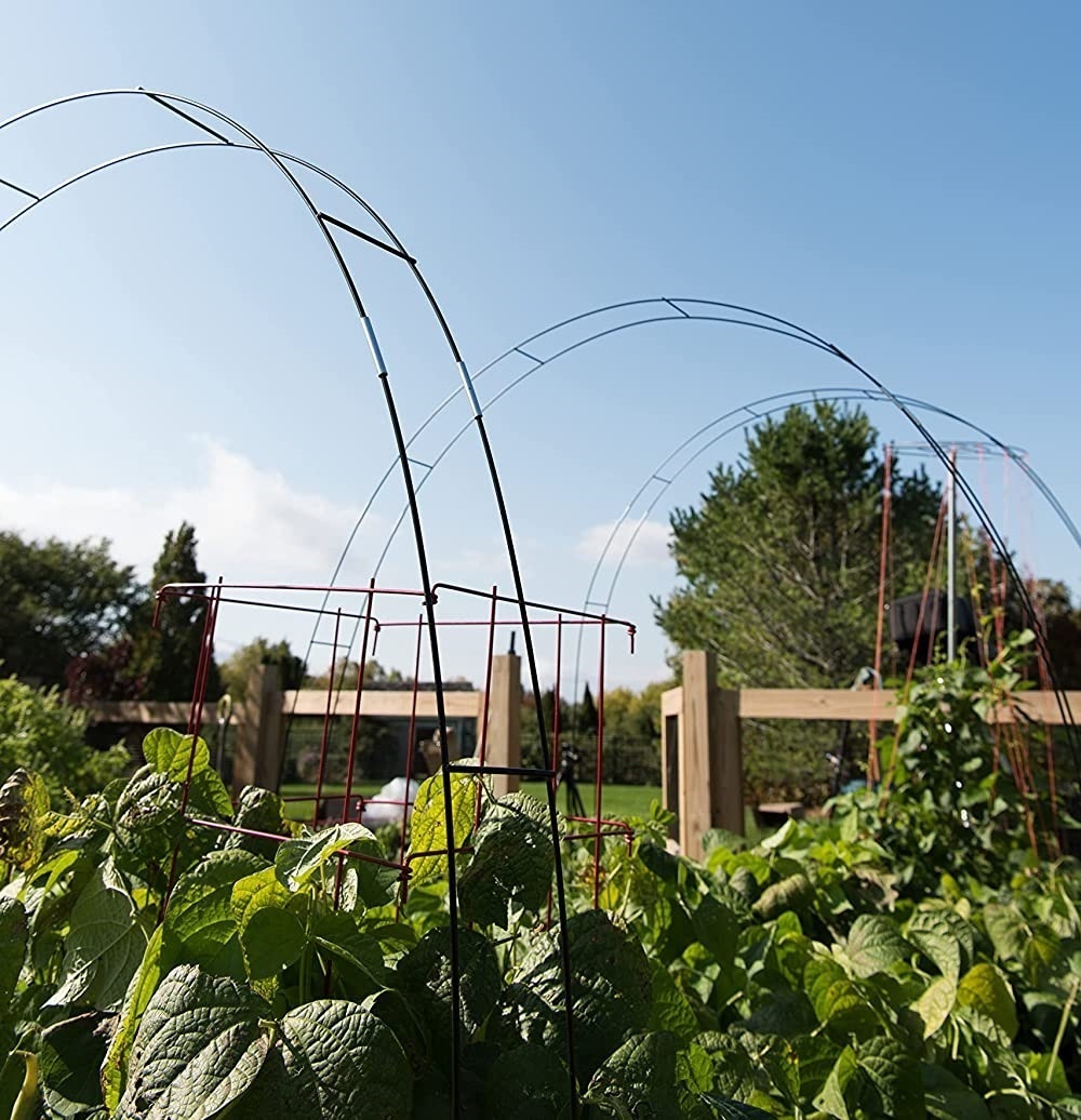 Set of Three 12 Foot Tall Trellis Hoops
