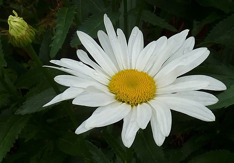 Shasta daisies