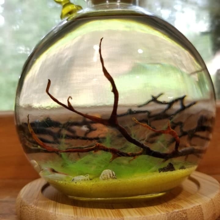 shrimp jarrarium