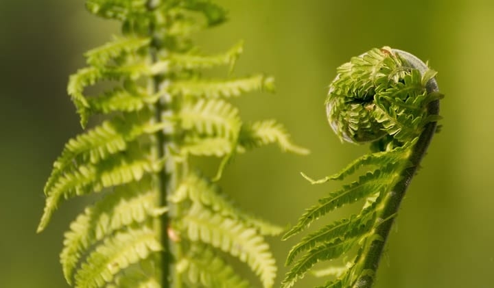 small fern