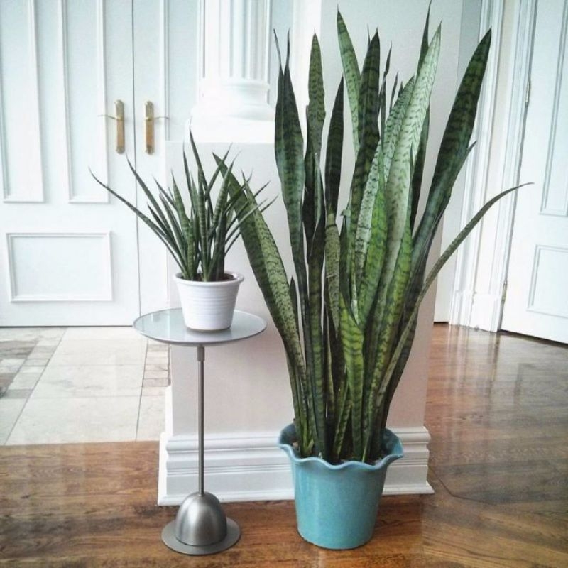 snake plants best indoor plants