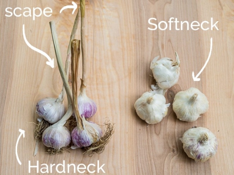softneck hardneck garlic plants 