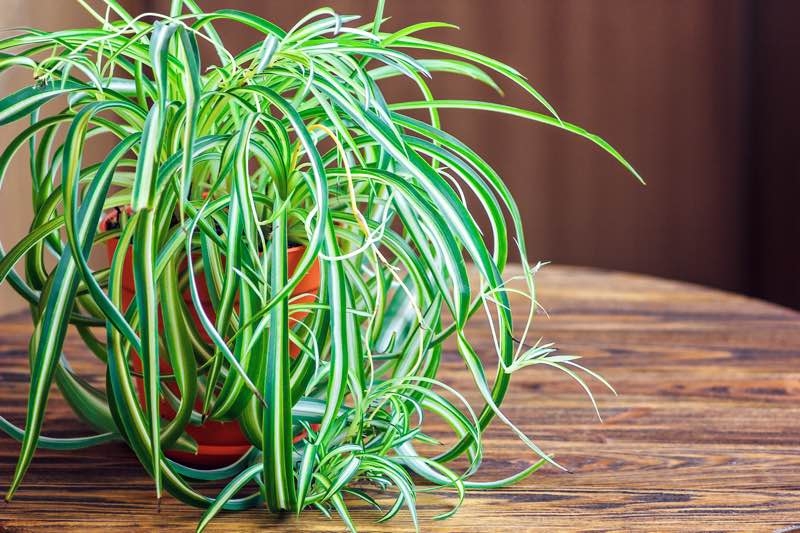 spider plant benefits