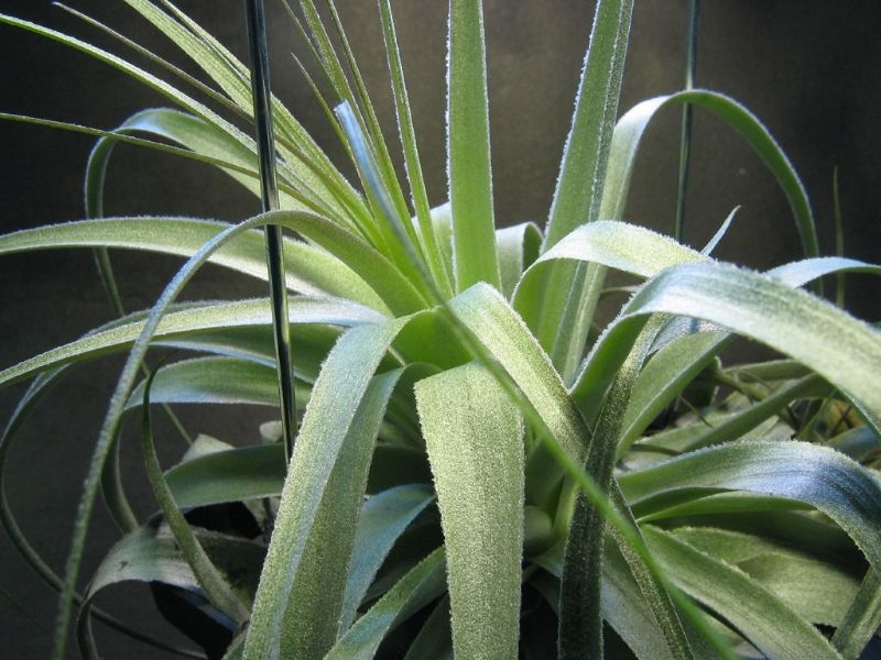 spider plant hanging 