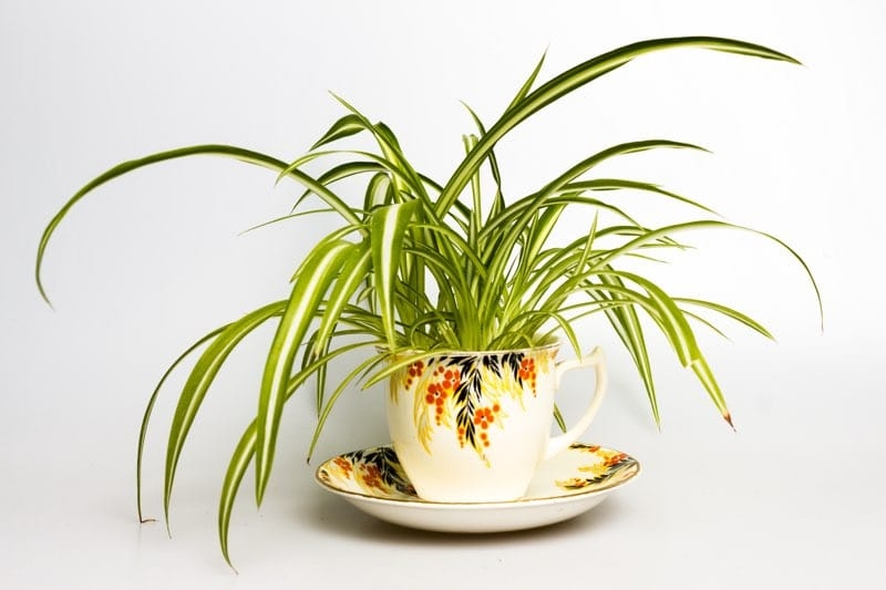 spider plant in tea cup
