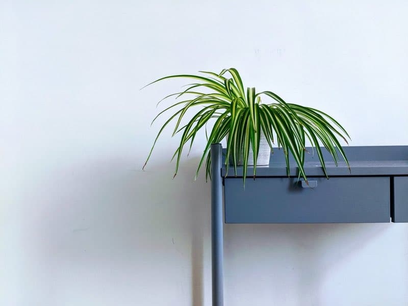 spider plant indoor