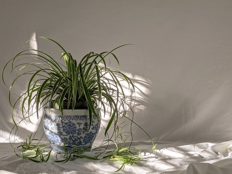 spider plant watering