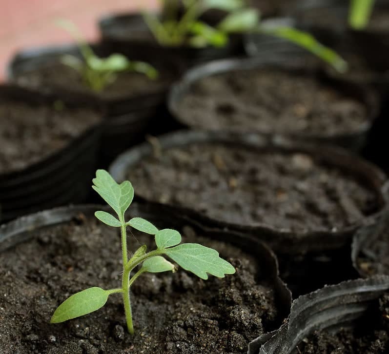 sprouting yarrow seeds