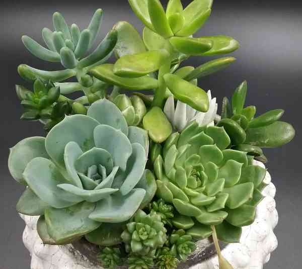 Succulent Plants Benefits