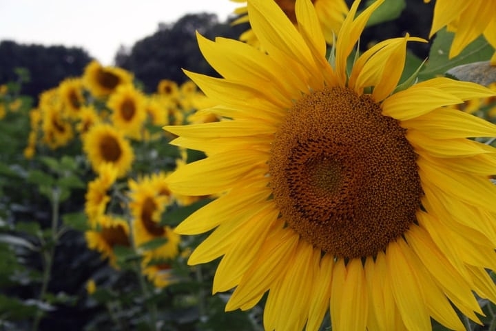 sunflower market gardening