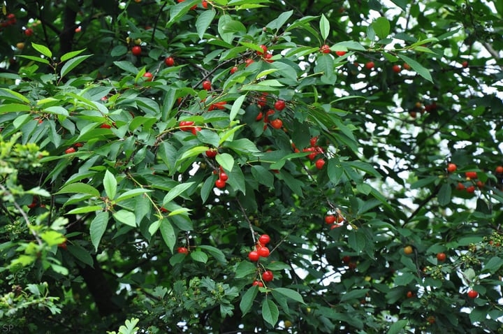 sweet cherry prunus avium